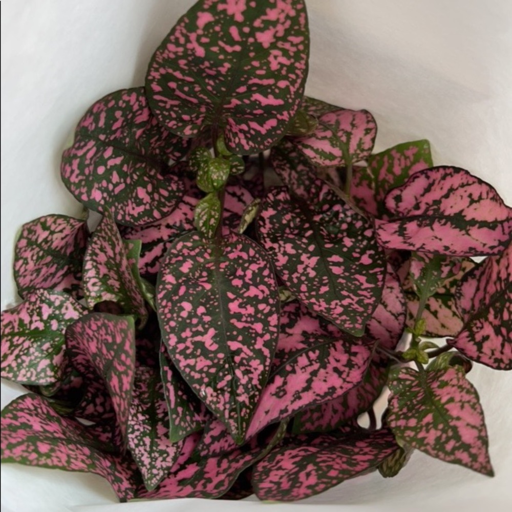 Pink Polka Dot Plant - Picture 5 of 8